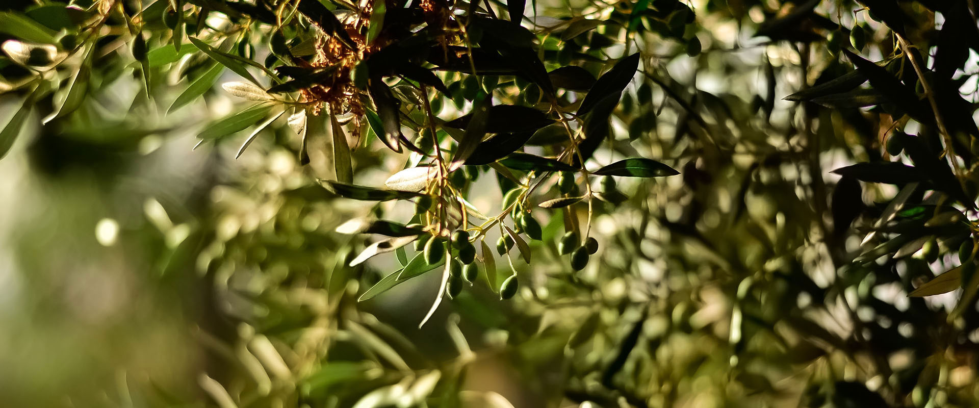 7 Facts About Olive Tree