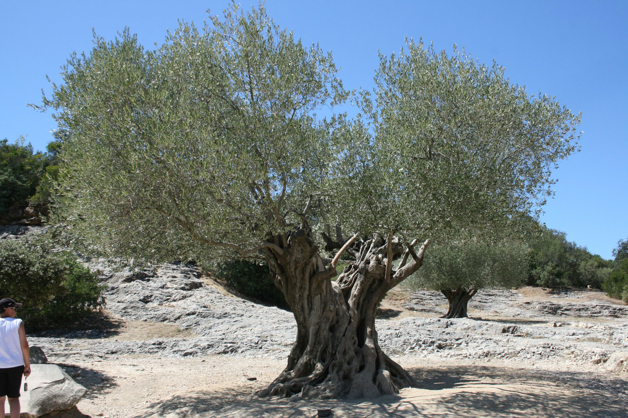 7 Facts About Olive Tree