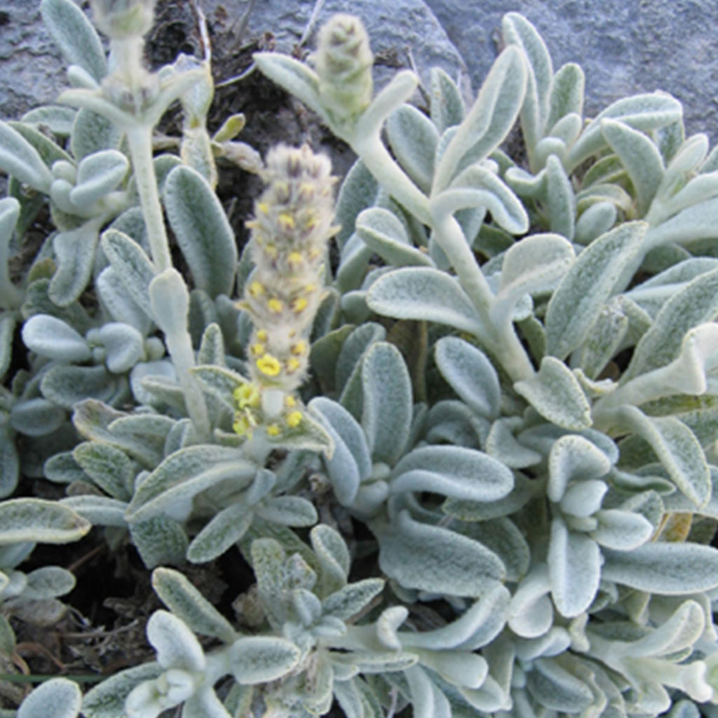 Kazdagi Endemic Plants