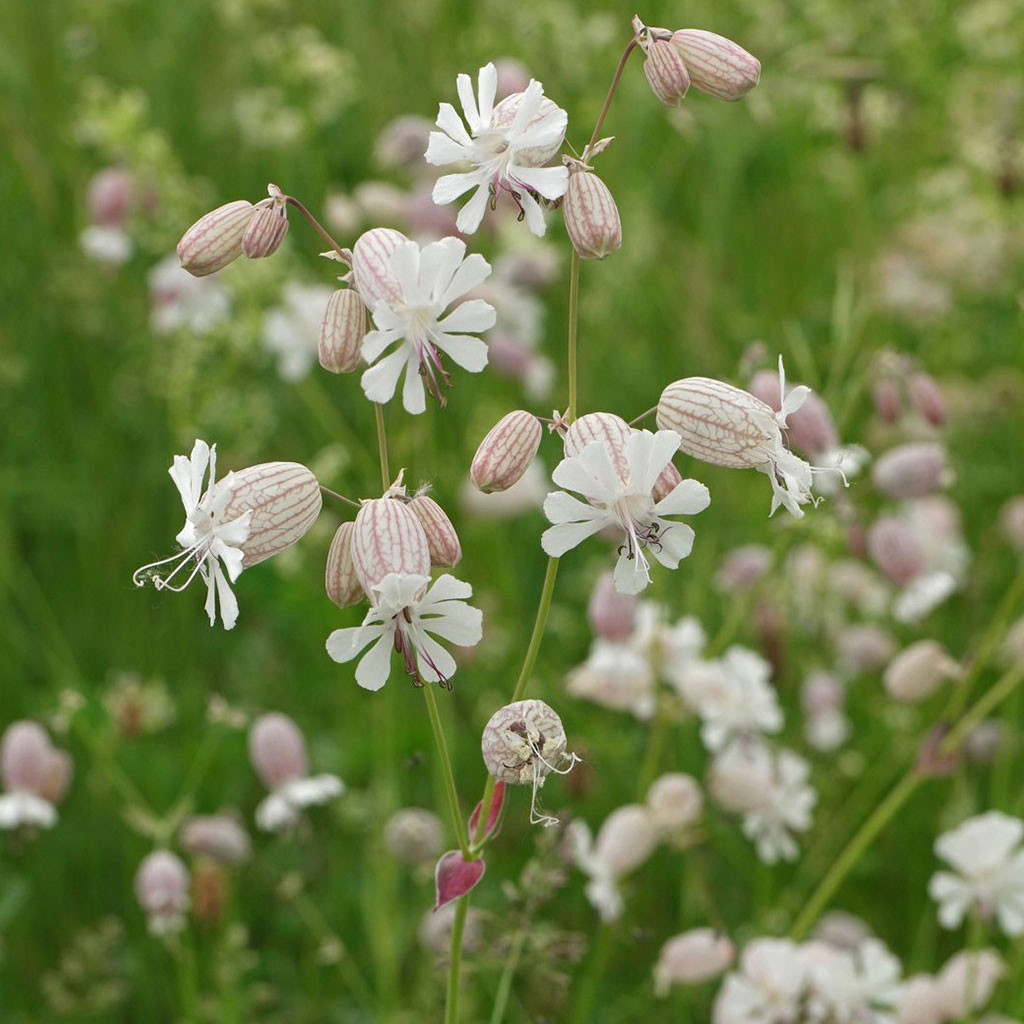 Kazdagi Endemic Plants