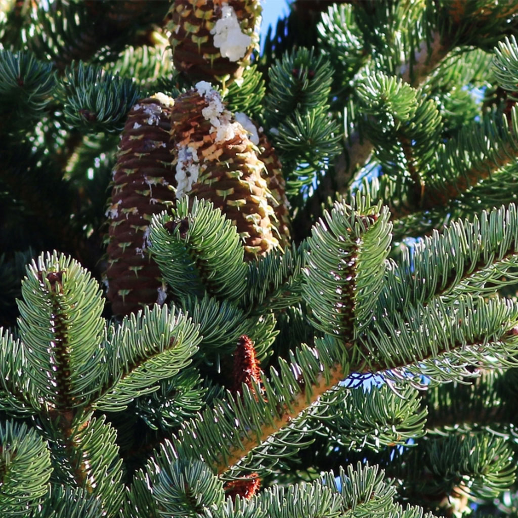 Kazdagi Endemic Plants